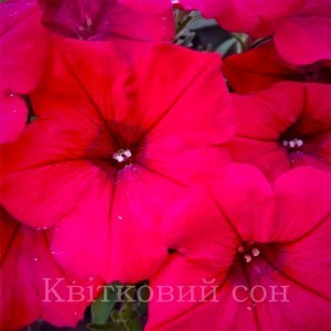 Surfinia Deep red22_300x300_300x300